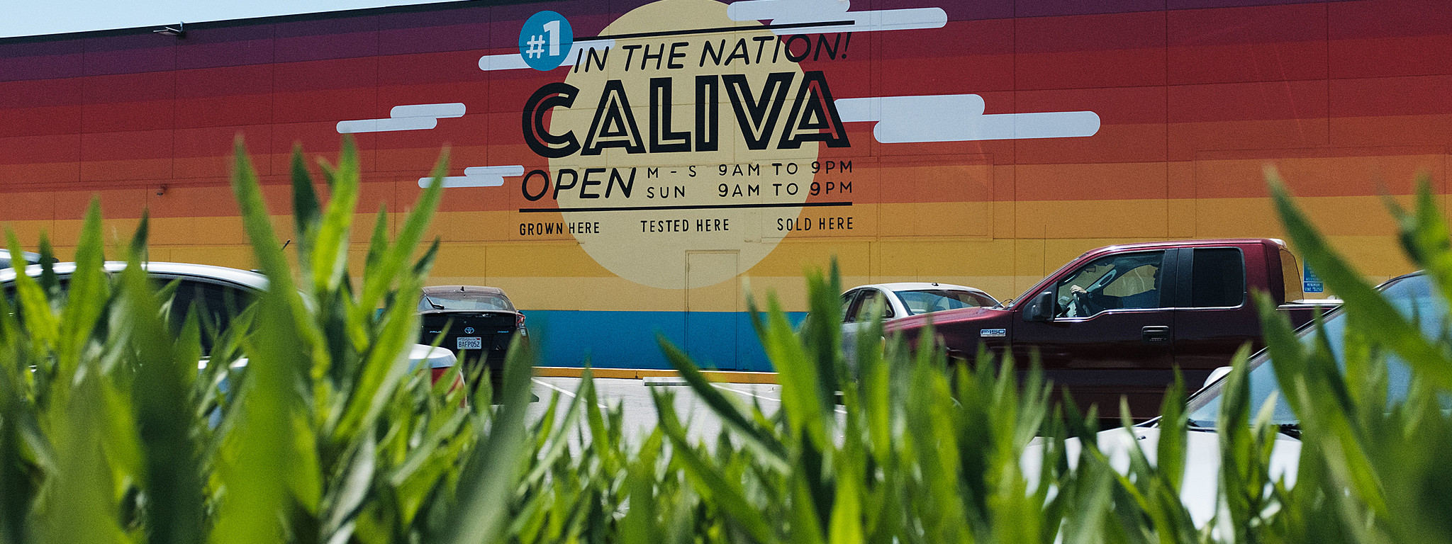 Cover fill caliva background